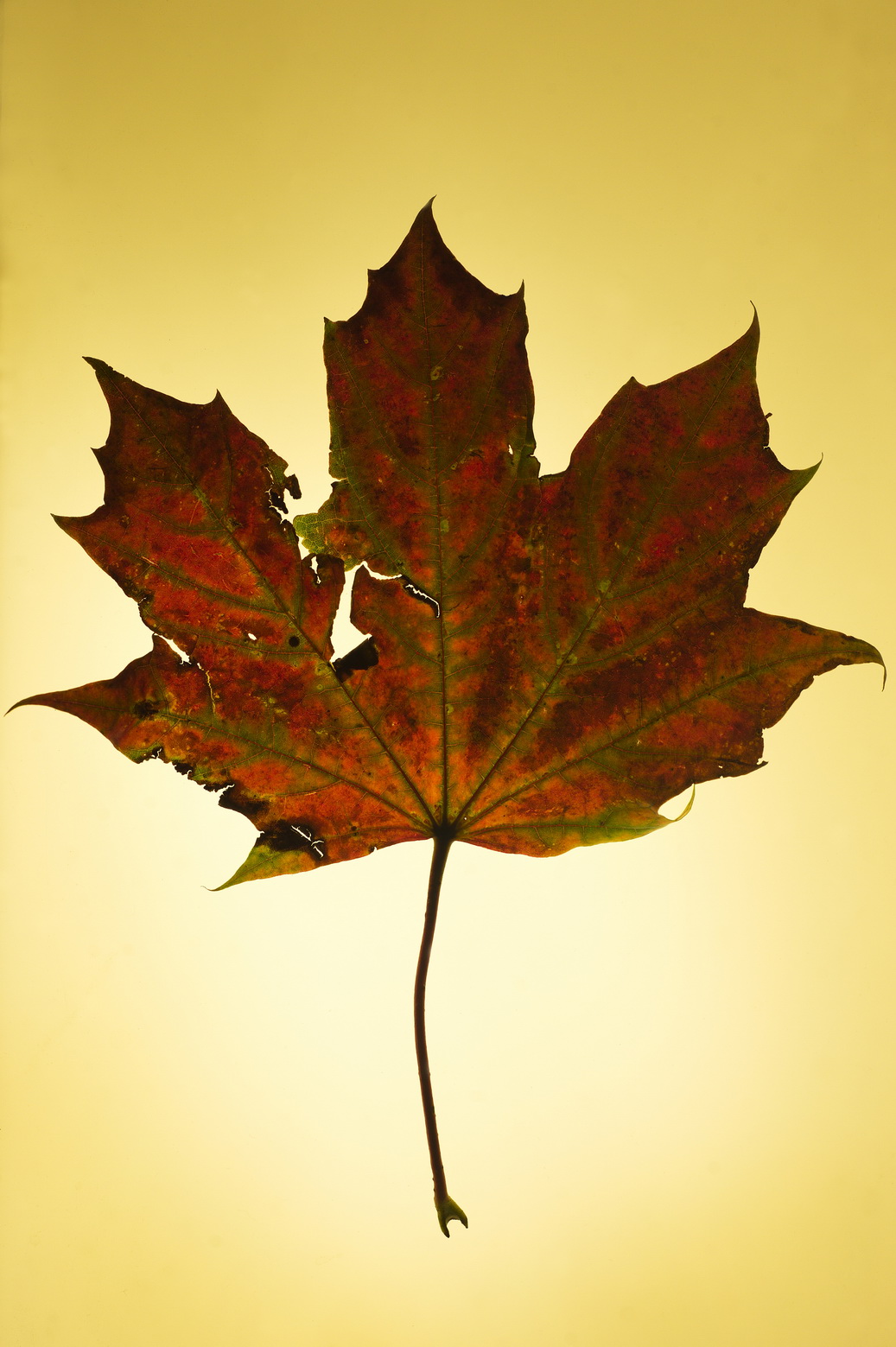Prints for sale - autumn leaves