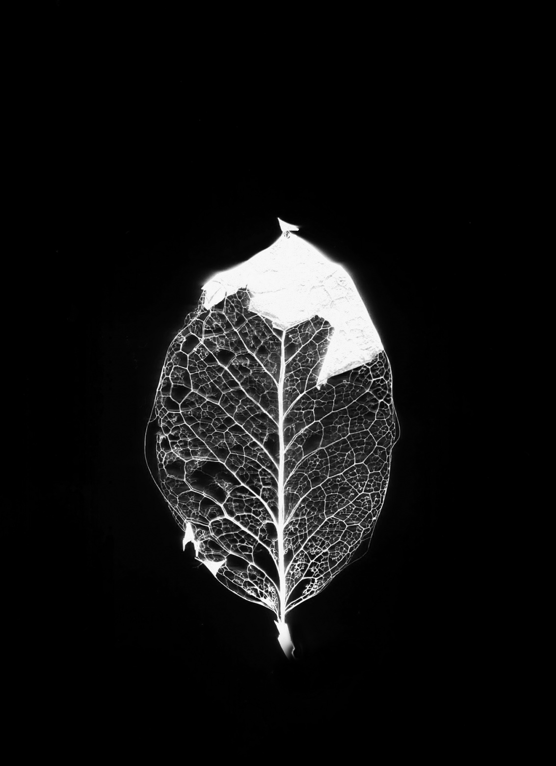 Leaf print by David J Colbran